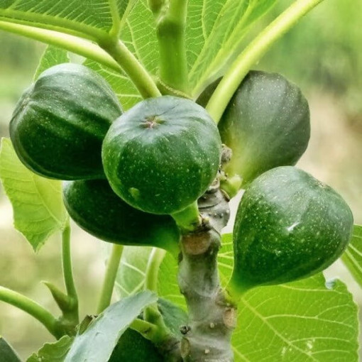 Echter Feigenbaum ‘Brown Turkey' 4L