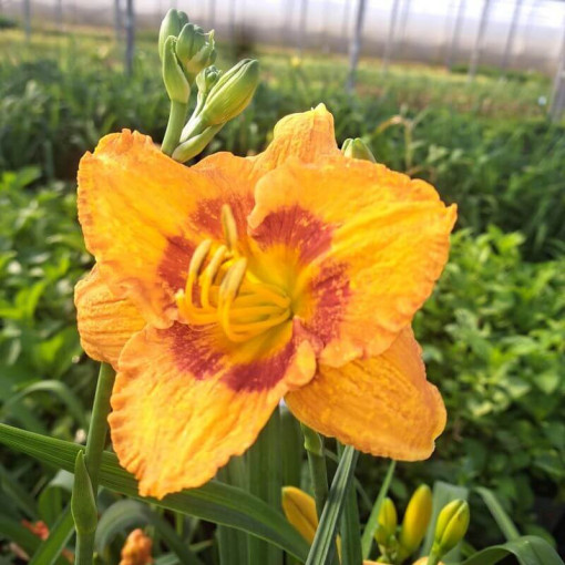 Taglilie "Orange Sensation" Topf. 2L