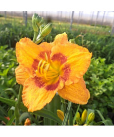 Taglilie "Orange Sensation" Topf. 2L