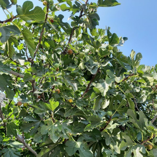 Echte Feige 'Brown Turkey' P9/C1