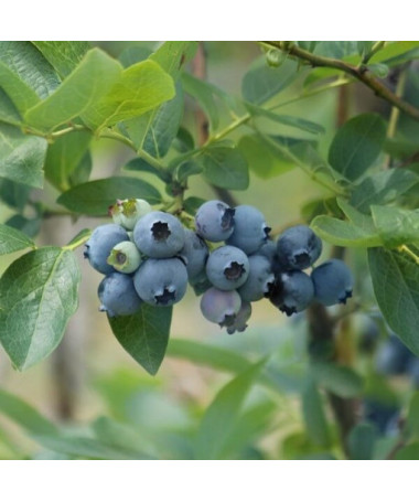 Amerikanische Heidelbeere ‘Patriot' 2L