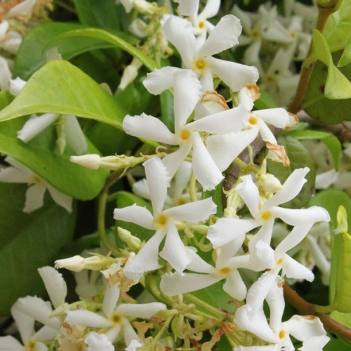 Blühender Jasmin im Topf, 2L