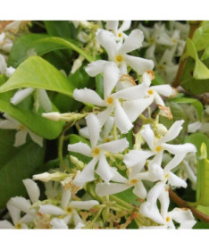 Blühender Jasmin im Topf, 2L
