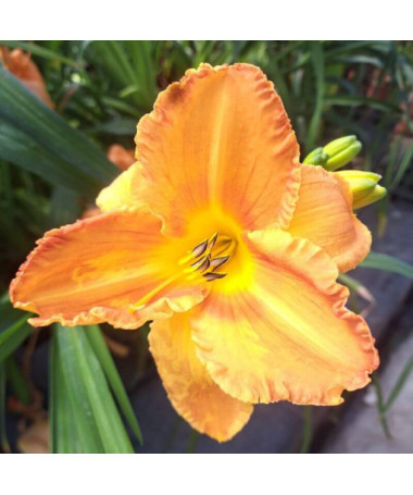 Taglilie "Orange Sensation" Topf. 2L