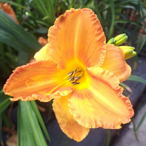 Taglilie "Orange Sensation" Topf. 2L