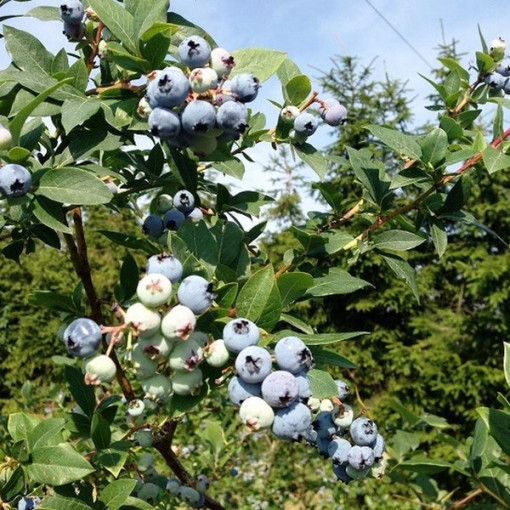 Amerikanische Heidelbeere ‘Patriot' 2L