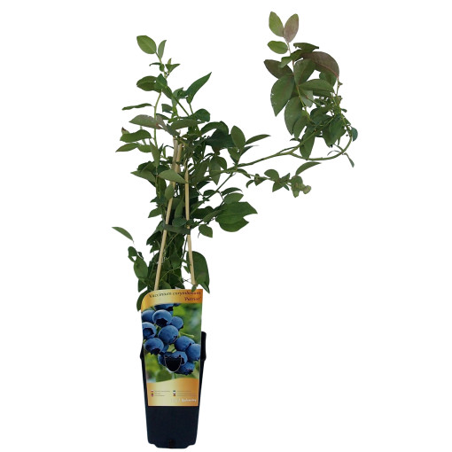 Amerikanische Heidelbeere ‘Patriot' 2L