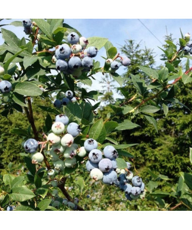 Heidelbeere Patriot P9/C1