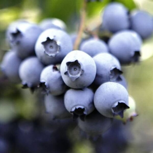 Heidelbeere Nelson P9/C1