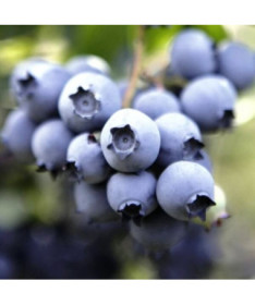 Heidelbeere Nelson P9/C1