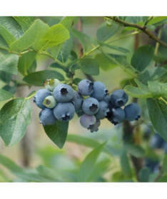 Amerikanische Heidelbeere ‘Elizabeth' P9/C1