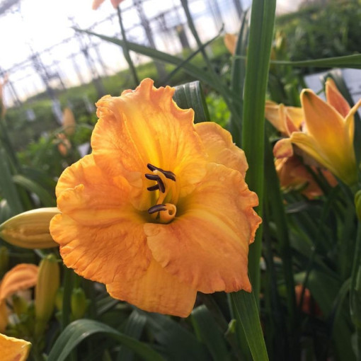 Taglilie "Orange Sensation" Topf. 2L
