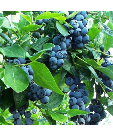 Amerikanische Heidelbeere ‘Earliblue' P9/C1