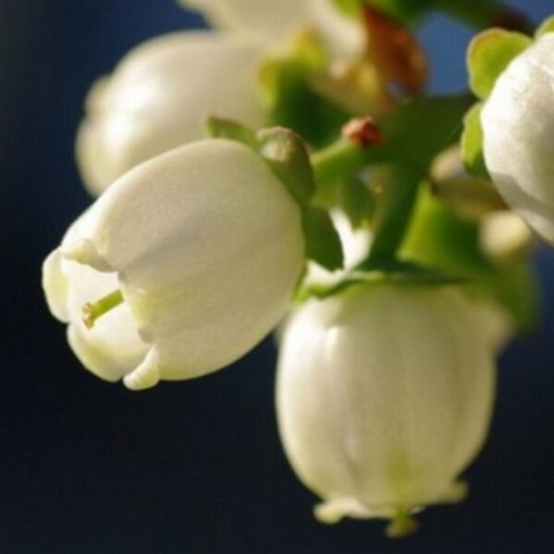 Amerikanische Heidelbeere ‘Duke' (frosthart) 2L