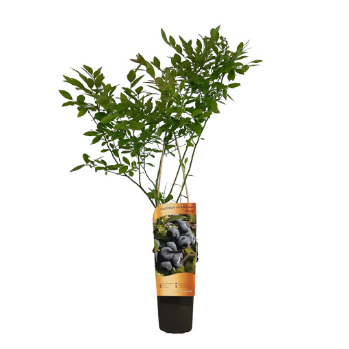 Amerikanische Heidelbeere ‘Duke' (frosthart) 2L