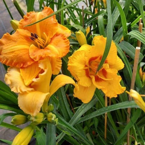 Taglilie "Orange Sensation" Topf. 2L