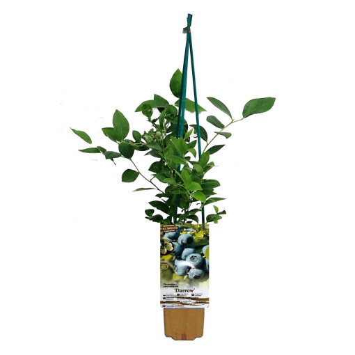 Amerikanische Heidelbeere 'Darrow' P9/C1