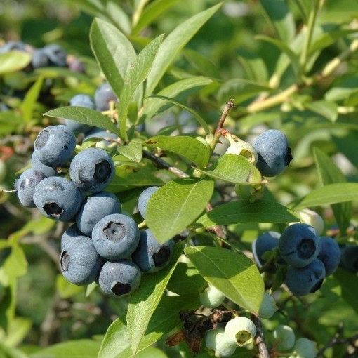 Amerikanische Heidelbeere 'Chanticleer' P9/C1