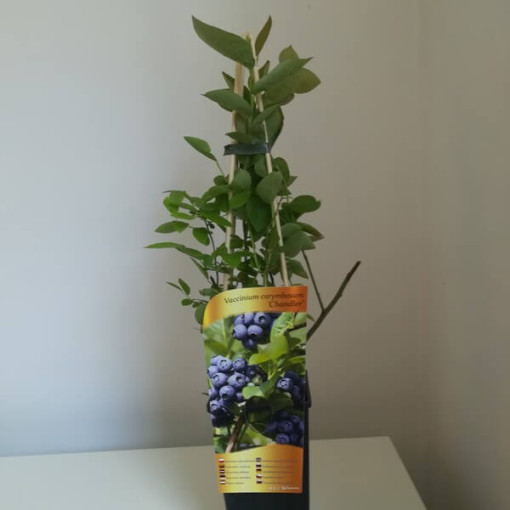 Amerikanische Heidelbeere ‘Chandler' 2L