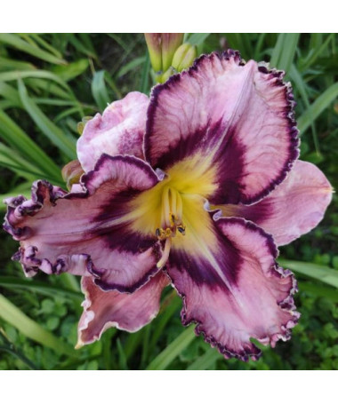 Taglilie "Romantic Breeze" Topf. 2L