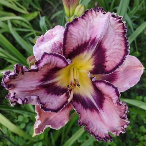 Taglilie "Romantic Breeze" Topf. 2L