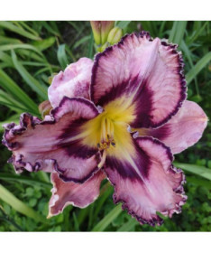 Taglilie "Romantic Breeze" Topf. 2L