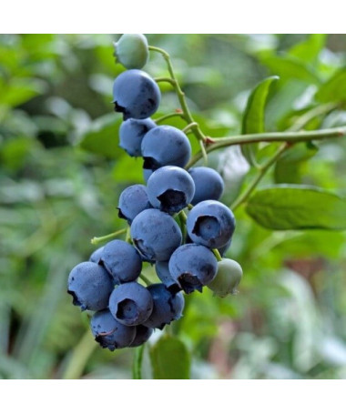 Amerikanische Heidelbeere 'Brigitta' P9/C1