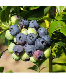 Amerikanische Heidelbeere ‘Bonifacy' P9/C1