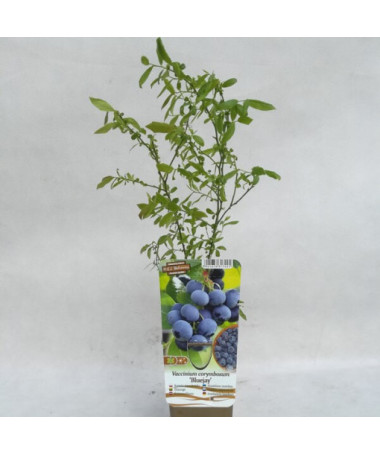 Amerikanische Heidelbeere 'Bluejay' P9/C1