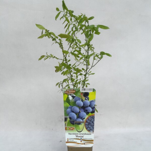 Amerikanische Heidelbeere 'Bluejay' P9/C1