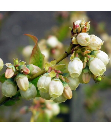 Amerikanische Heidelbeere 'Bluegold' P9/C1