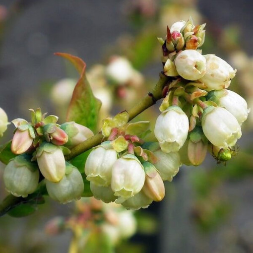 Amerikanische Heidelbeere 'Bluegold' P9/C1