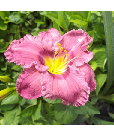 Taglilie "Romantic Breeze" Topf. 2L