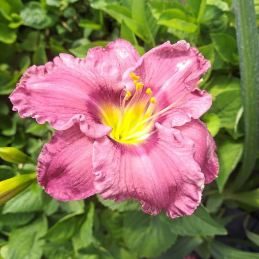 Taglilie "Romantic Breeze" Topf. 2L