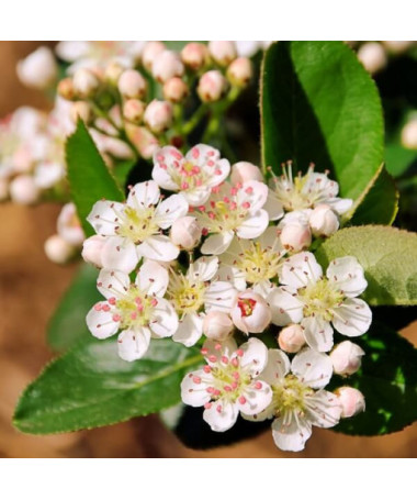 Schwarze Apfelbeere P9/C1