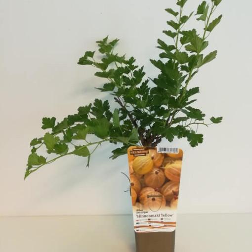 Gelbe Stachelbeere ‘Hinnonmaki Gelb' P9/C1