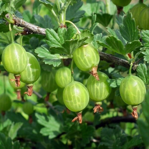 Grüne Stachelbeere 'Hinnonmaki Green' P9/C1