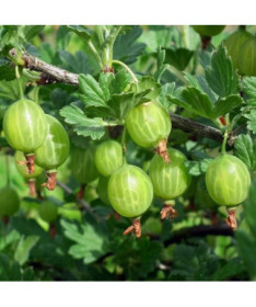 Grüne Stachelbeere 'Hinnonmaki Green' P9/C1