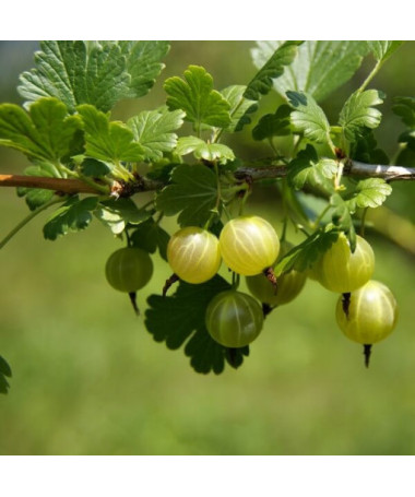 Grüne Stachelbeere 'Hinnonmaki Green' P9/C1