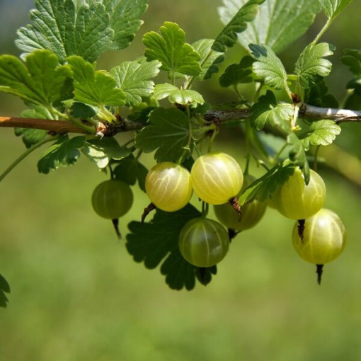 Grüne Stachelbeere 'Hinnonmaki Green' P9/C1