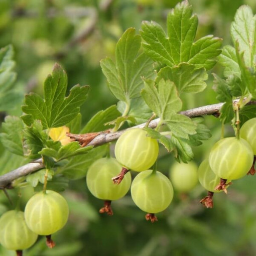 Grüne Stachelbeere 'Hinnonmaki Green' P9/C1