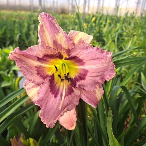 Taglilie "Romantic Breeze" Topf. 2L