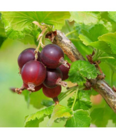 Rote Stachelbeere 'Hinnonmaki Red' P9/C1