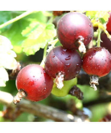 Rote Stachelbeere 'Hinnonmaki Red' P9/C1