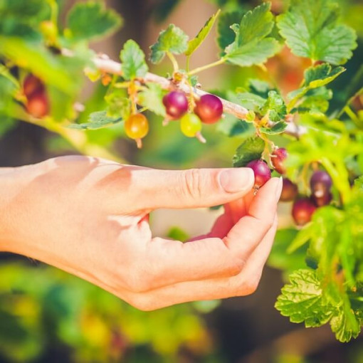 Rote Stachelbeere 'Hinnonmaki Red' P9/C1