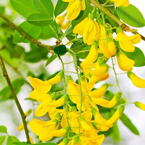 Goldregen (Laburnum anagyroides) P9/C1