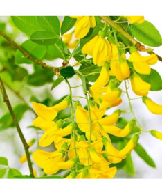 Goldregen (Laburnum anagyroides) P9/C1