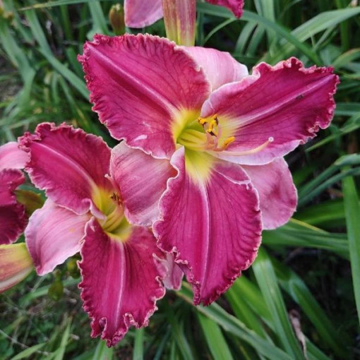 Taglilie "Romantic Breeze" Topf. 2L