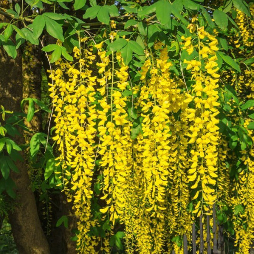 Goldregen (Laburnum anagyroides) P9/C1