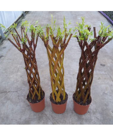 Dunkle Korbweide (Salix alba x purpurea)